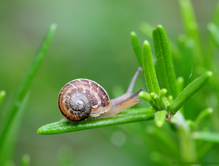 Gasteropoda acrobatico...